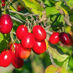 Kornelkirsche, Zwergobstbäume Cornus Officinalis, Blühende Sträucher Winterhart Obstsamen Seltene Kräutergarten Balkon Wildkräuter 300Samen