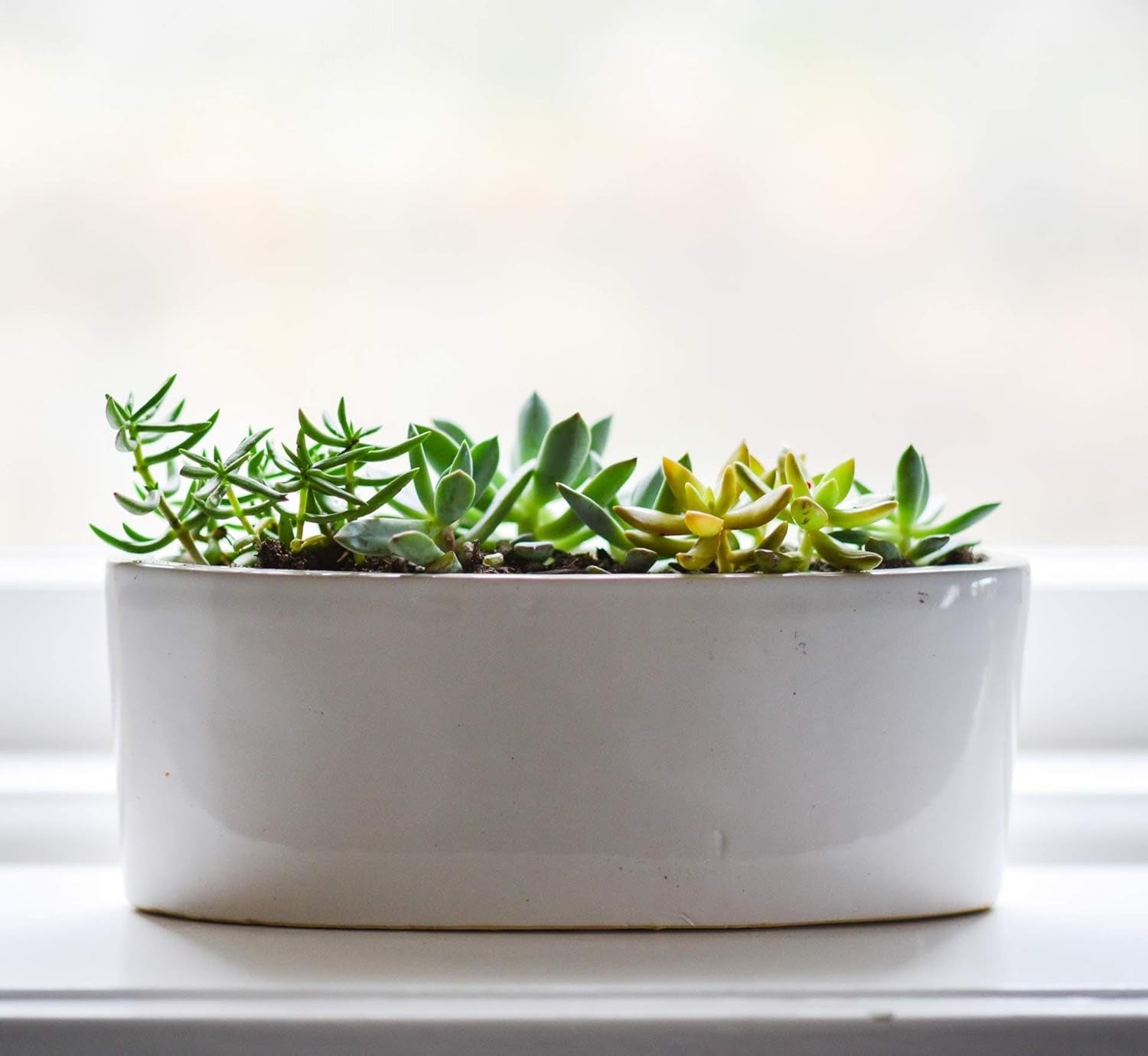 1L Lewatit HD-50, granule de îngrășământ hidroponic de înaltă calitate, pe termen lung, perfect pentru toate plantele ornamentale, efect pe termen lung de până la 6 luni