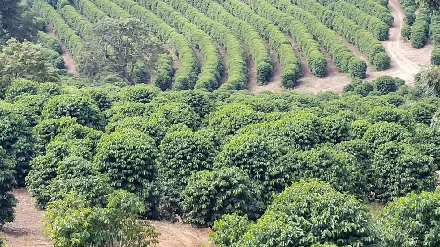 CAFES GUILIS SINCE 1928 AMANTES DEL CAFÉ Arabica Black Blend Kaffeebohnen 1 kg Kaffee Naty Shop