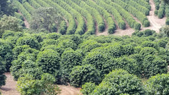 CAFES GUILIS SINCE 1928 AMANTES DEL CAFÉ Arabica Black Blend Kaffeebohnen 1 kg Kaffee Naty Shop