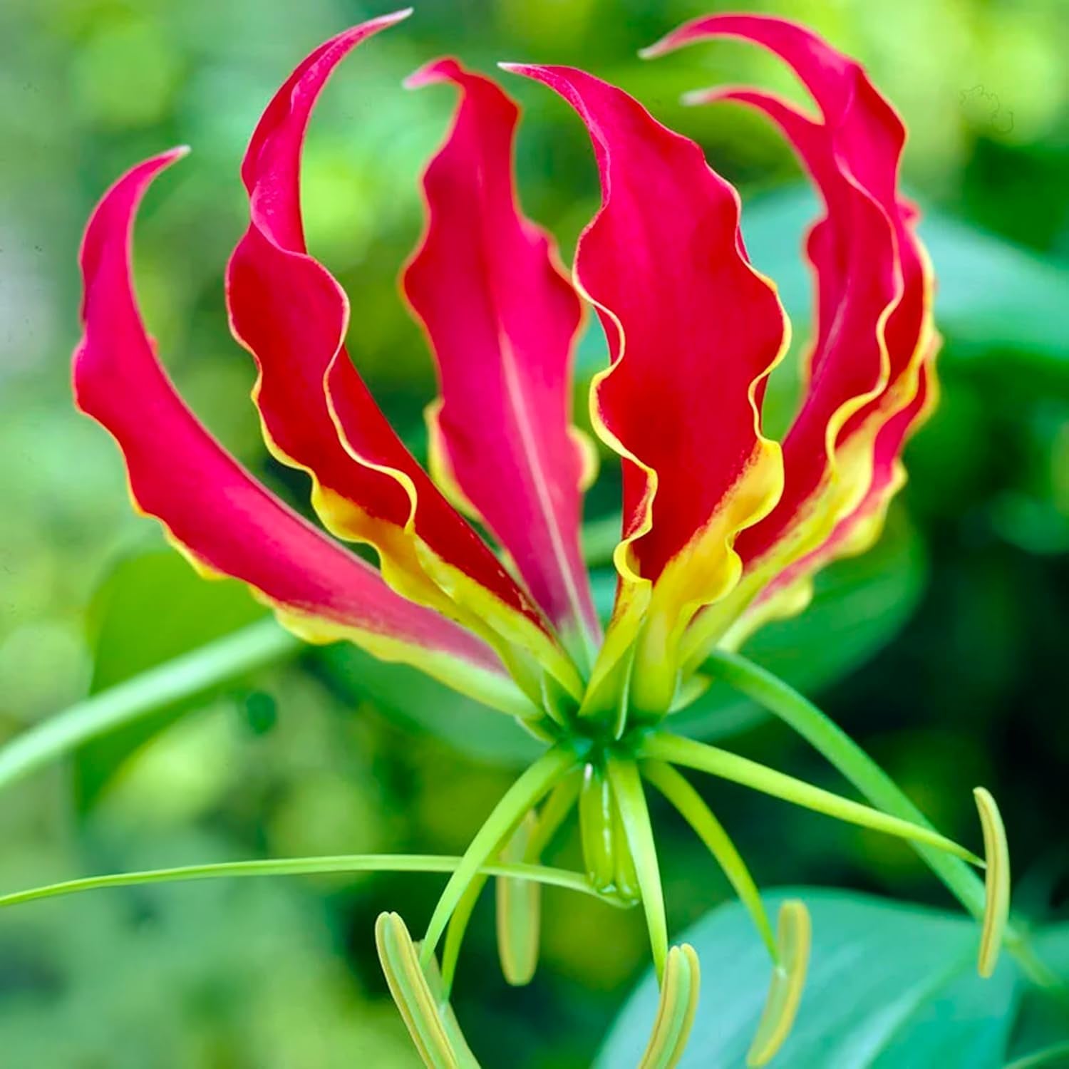 Blumenzwiebeln | Zwiebeln von den besten niederländischen Produzenten | Auswahl und Qualitätskontrolle | Blühgarantie. (15 Crocosmia Mischung)