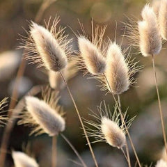 Hasenschwanzgras, Ziergras Hochbeet Gartendeko Für Draußen Bodendecker Balkonpflanzen Topfpflanzen Draußen Winterhart Deko 400Pcs