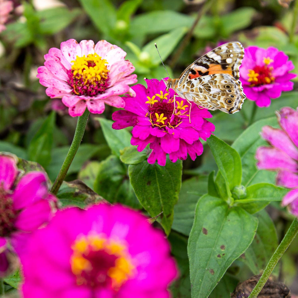 Amestec de flori Butterfly Meeting: 100g semințe premium de flori fluture - Semințe de albine prietenoase cu insectele, semințe de flori perene și anuale pentru pajiști - Semințe de flori sălbatice de la OwnGrown