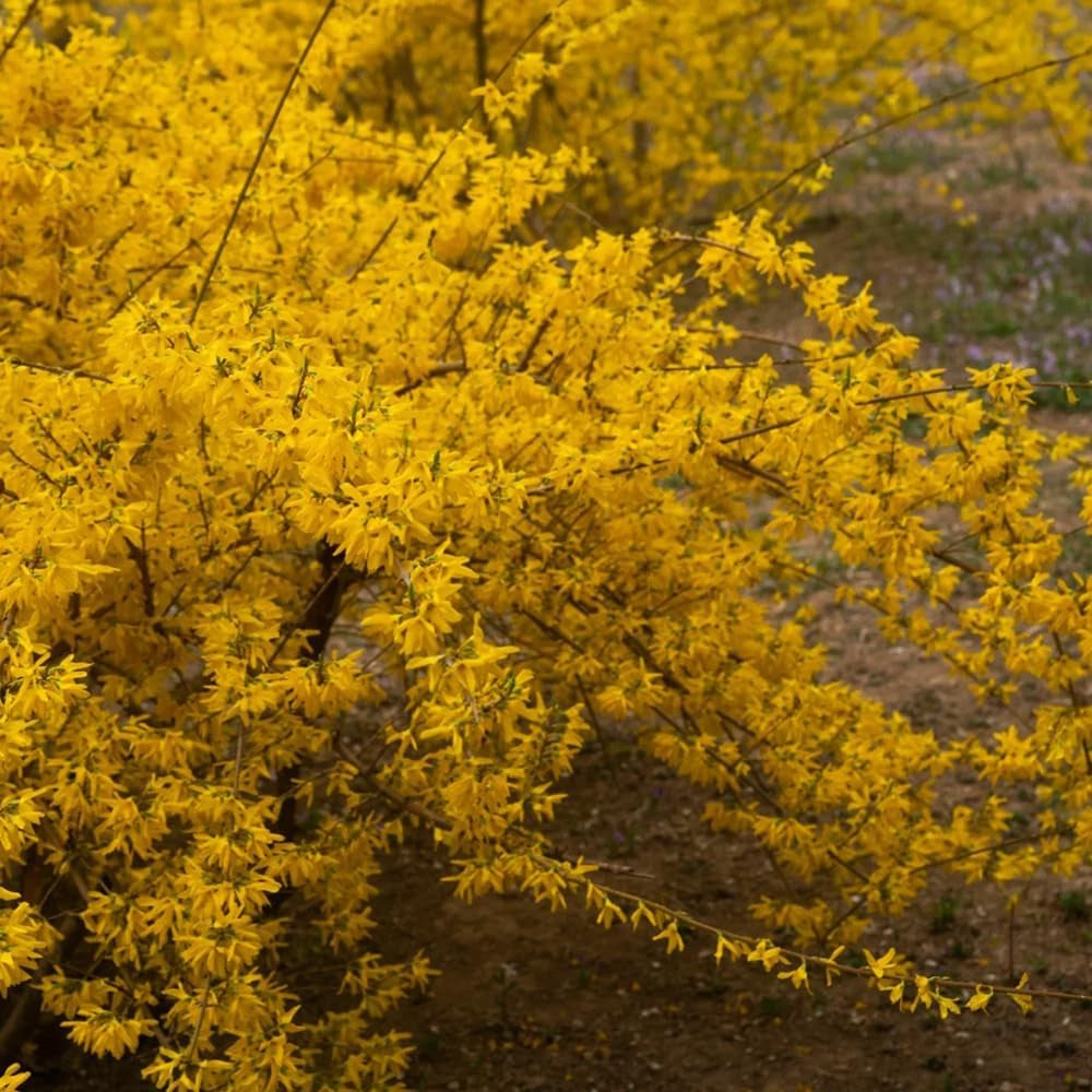Forsythiesamen Kaufen - Bio Garten, Mehrjährig, Stauden Winterhart Bodendecker Balkon, Exotische 55Pcs