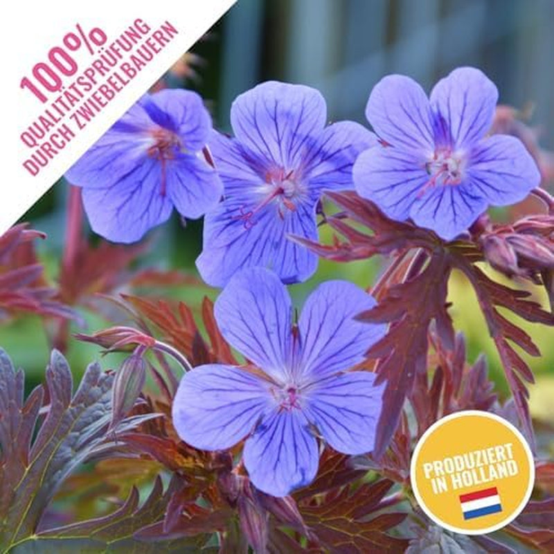 Colecția Super Perenă de Geranium (10 plante/rădăcini) Amestec rezistent de 5 soiuri, hibrizi pereni mari din Olanda, pentru grădină, straturi de flori (nu semințe, nu bulbi artificiali)