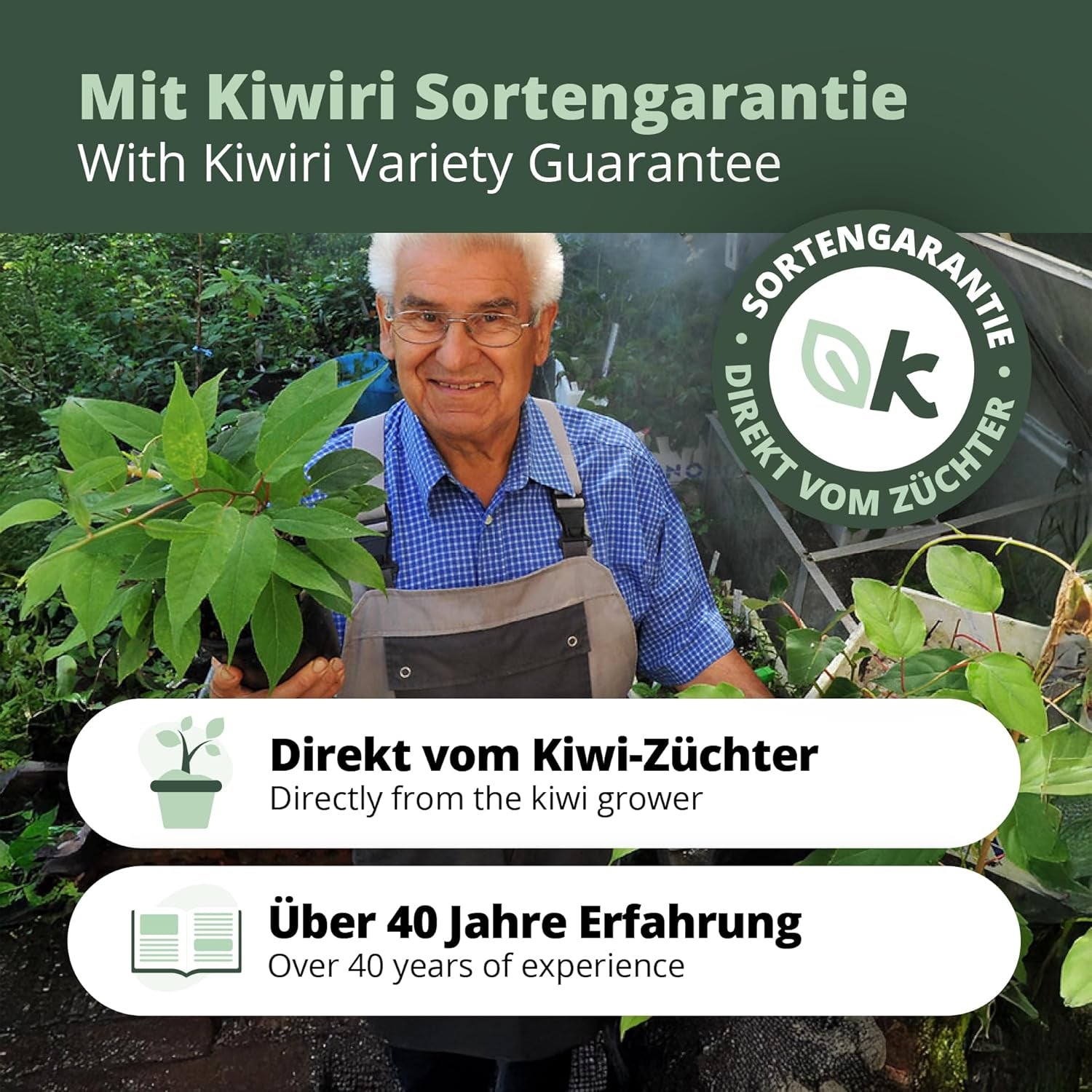 Kiwiri'S Kiwibeeren Quartett - 4 Kiwipflanzen (Actinidia Arguta) - Mini Kiwi - Sortengarantie Direkt Vom Züchter