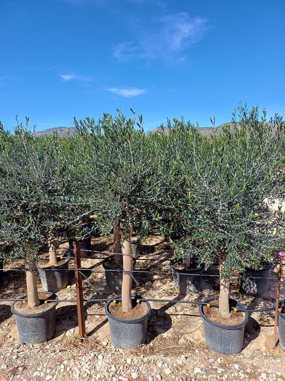 Sunny Tree Olivenbaum Olive '25 Jahre' 160 Cm, A+ Qualität, Winterhart, Olea Lechin Winterhart -18