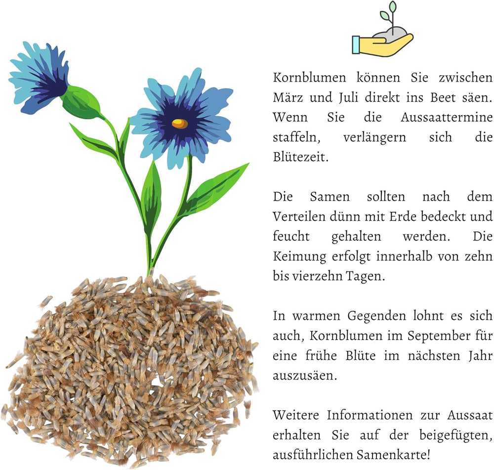 Semințe de albăstrele (Centaurea cyanus) - Flori frumoase și vibrante, cu o perioadă lungă de înflorire, pentru o pajiște cu flori colorate (Mix, 1000 de semințe, 80 cm)