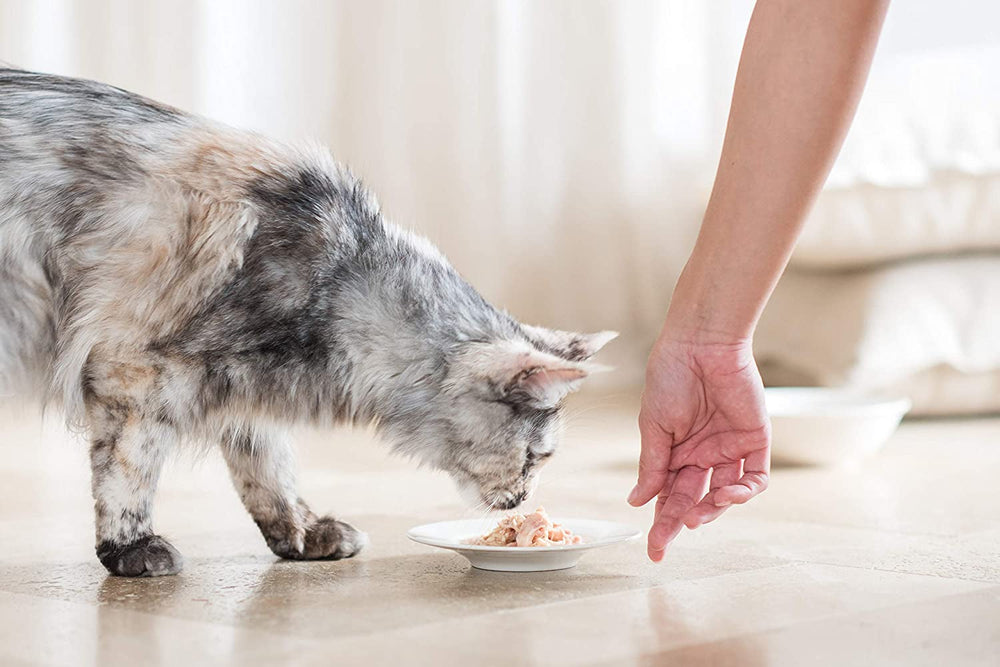 Cat Jelly Thunfisch mit Goldmakrele, Katzenfutter nass in Gelee, 24 Dosen x 85 g