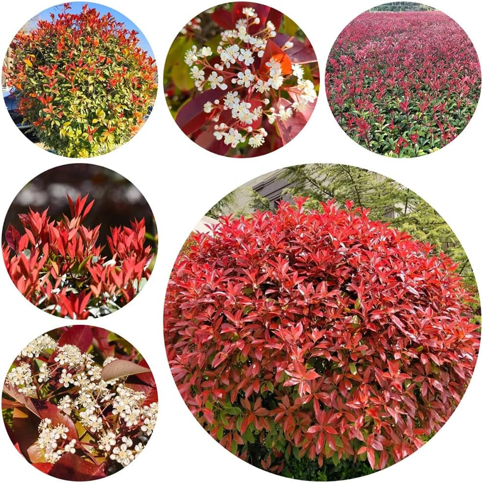 Rote Glanzmispelsamen, Red Robinsamen, Hochbeet Winterharte Balkonpflanzen Gewächshaus Mehrjährig Garten 420Pcs