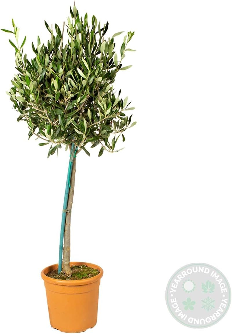 Bloomique - 2Er-Set - Olea Europaea - Olivenbaum Auf Stamm - Gartenpflanzen - Winterhart - Inklusive Pflanzennahrung - 80-100 Cm Hoch - Topf 19 Cm