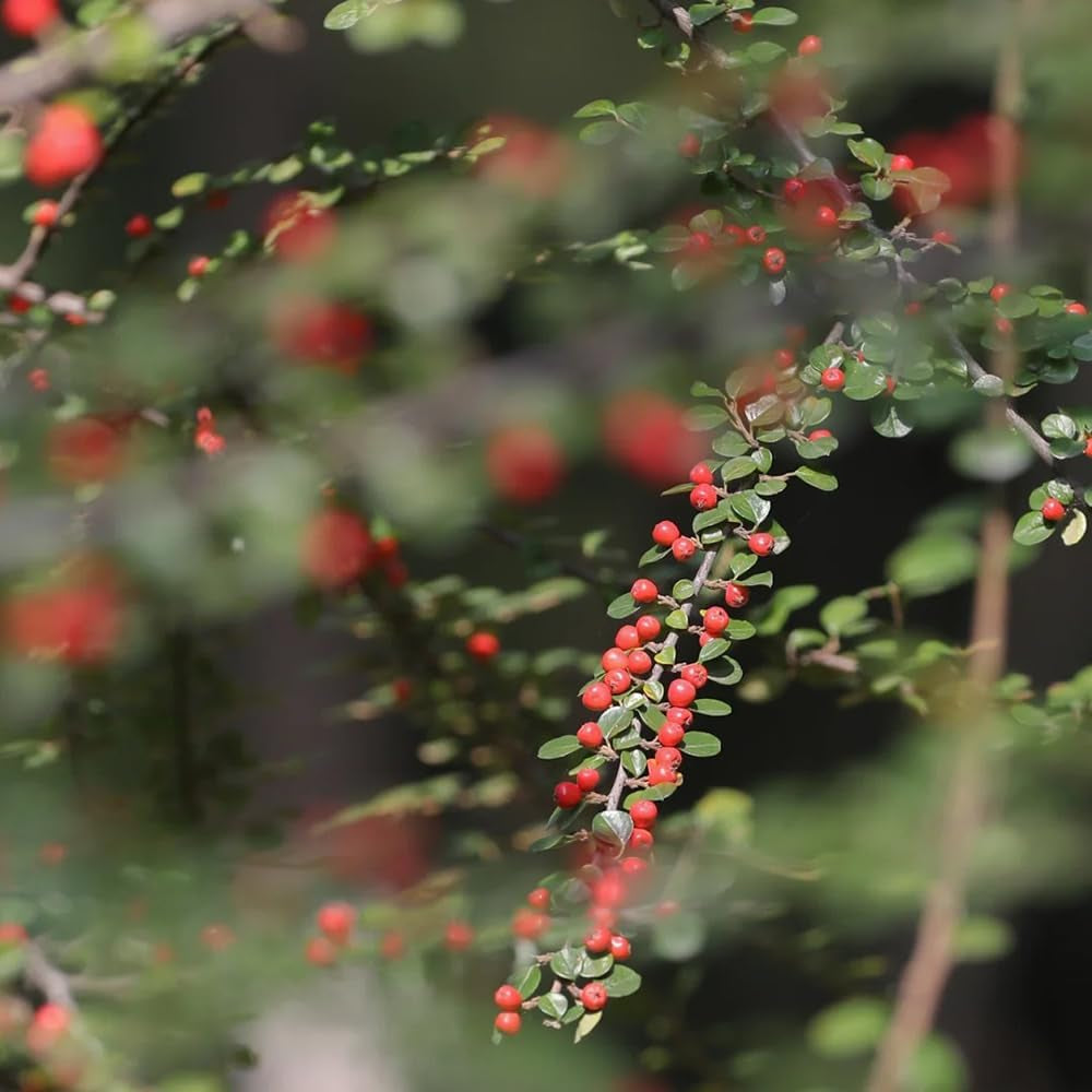 Teppichmispel, Bodendecker Cotoneaster Dammeri, Blumensamen Gastgeschenk Für Sonnige Plätze Kaufen 80Samen