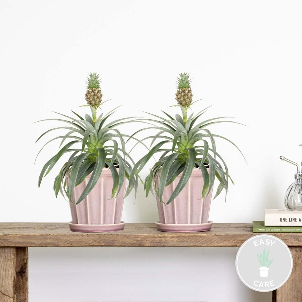 Bloomique - 2Er Set - Ananas Comosus - Ananas Pflanze - Bromelien - Zimmerpflanzen - Luftreinigend - Höhe 30-40 Cm - Topf 12 Cm