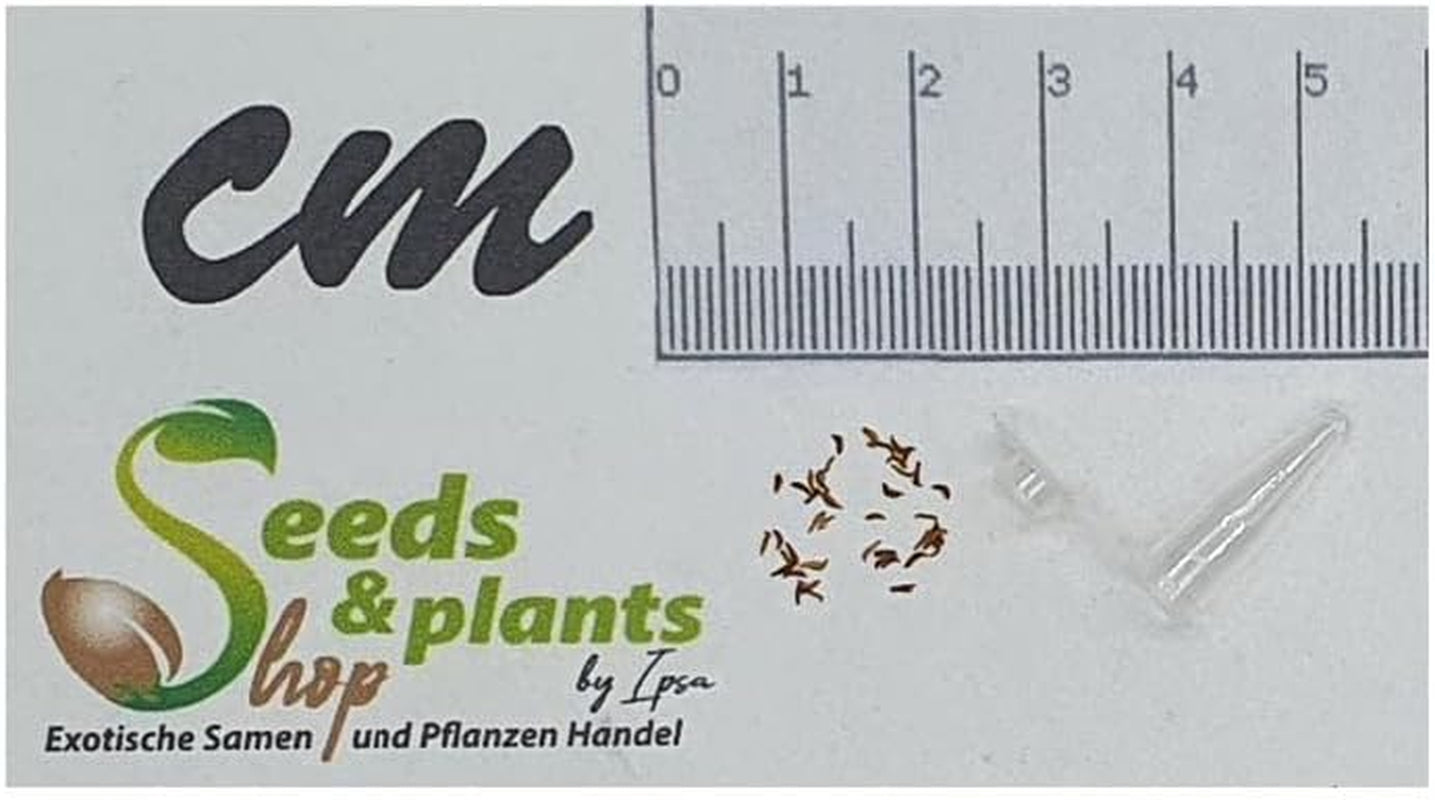 Stk - 30X Kunzea Baxteri Strauch Garten Pflanzen - Samen ID1399 -