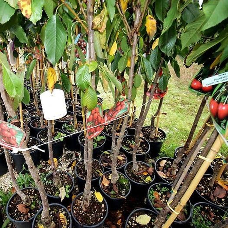 Sauerkirschbaum Amarena Progressiflora – Obstpflanze Im Topf Ø 20 Cm, Höhe 150–170 Cm, Alter: 2 Jahre – Italienische Baumschule