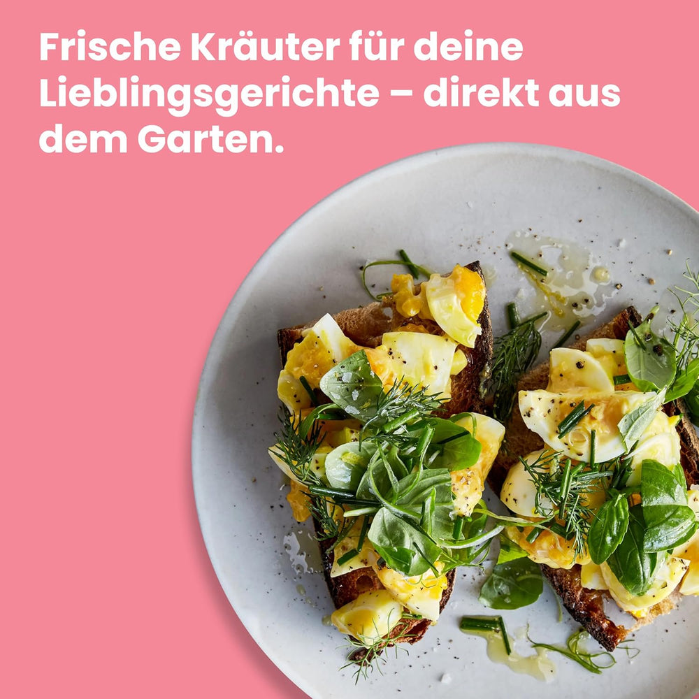LERAVA Kräutersamen Set – 12 Sorten: Basilikum Samen, Petersilie Samen, Koriander, Oregano & mehr – Saatgut für frische Kräuter im Garten oder Topf, Premium Samen für Küche & Balkon - Samen set, seeds