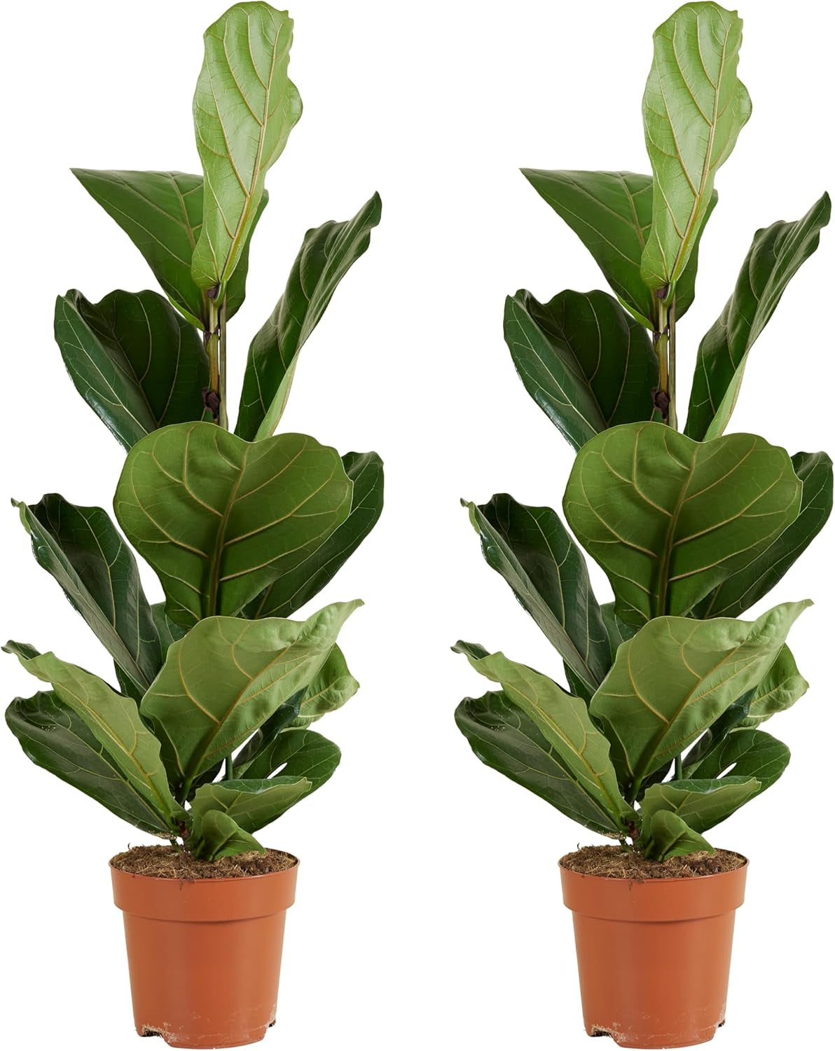 Bloomique - 2Er Set - Ficus Lyrata - Geigenfeige - Zimmerpflanzen Groß - Pflegeleicht - Luftreinigend - Höhe 60-70 Cm - Topf 17 Cm