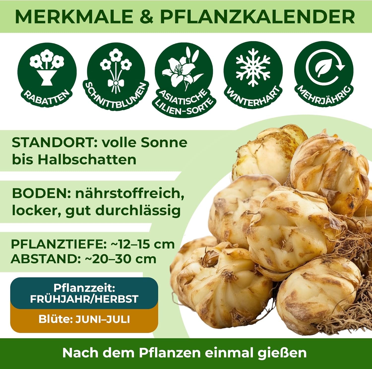 Lilien Zwiebeln Winterhart Mehrjährig - Orientalische Kollektion - 15 Stück - Mehrjährige Blumenzwiebeln aus Holland - Für Garten und Topf (große Knollen, kein Samen, nicht künstlich)