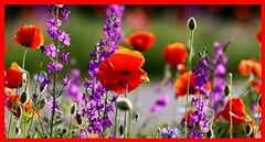 F4-500G Mohnwiesenmischung (500 G) (Blumenwiese)