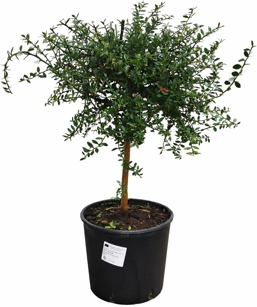 Australische Fingerlimette 60-70 Cm – Kaviar Limette (Caviar-Limette) – Microcitrus Australasica – Exotische Zitrusfrucht Mit Intensiven Aromen – Ideal Für Cocktails, Saucen & Dekoration