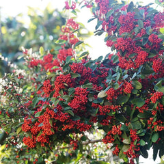 Teppichmispel, Blumensamen Gastgeschenk Bodendecker Cotoneaster Dammeri, Schnell Wachsende Sträucher Baumsamen Exotische Blühende Sträucher Winterhart 200Samen