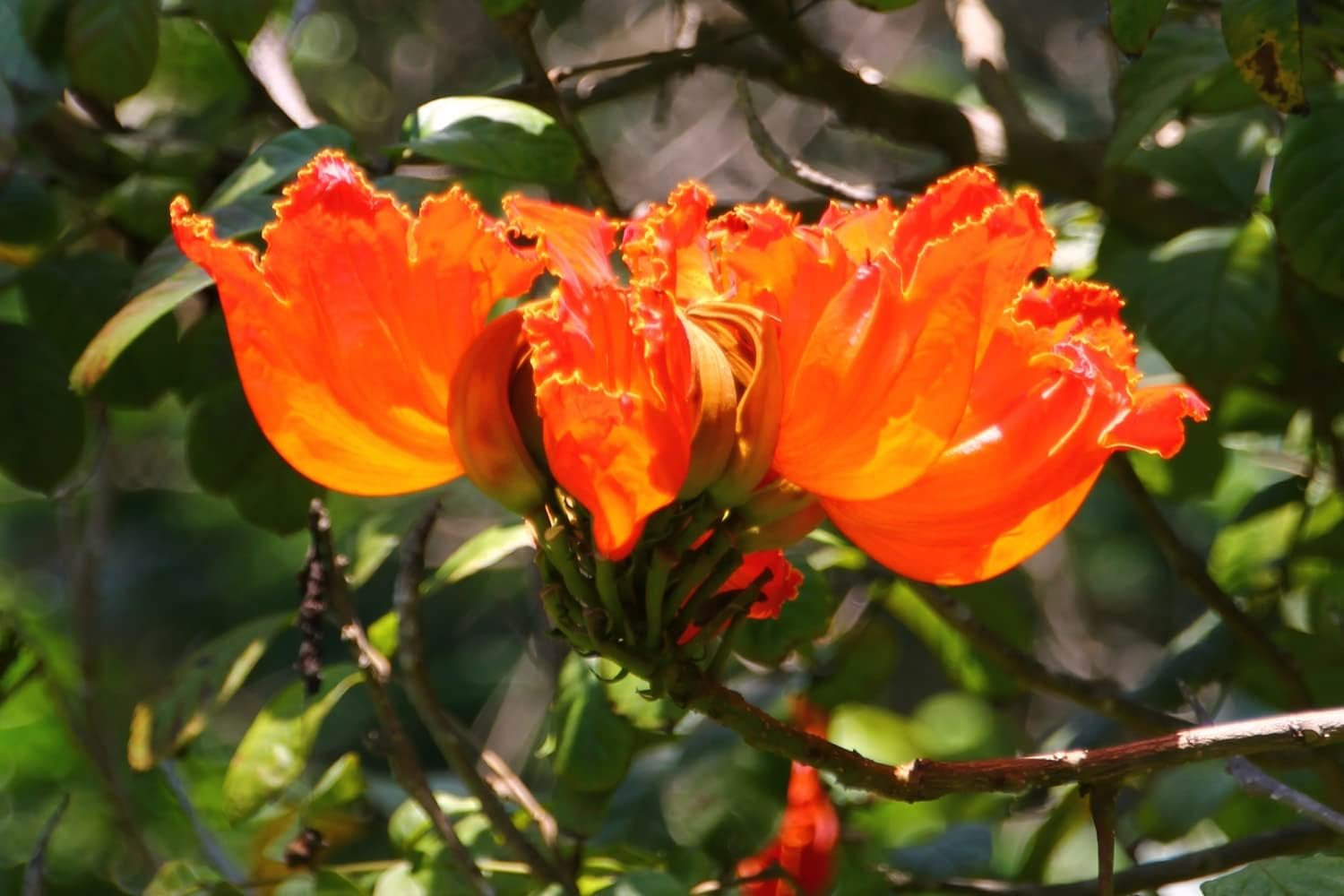 SAFLAX - Afrikanischer Tulpenbaum - 30 Samen - Spathodea Campanulata