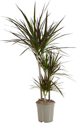 Bloomique - Dracaena Marginata - Drachenbaum - Zimmerpflanzen Groß - Pflegeleicht - Luftreinigend - Höhe 90-110 Cm - Topf 21 Cm