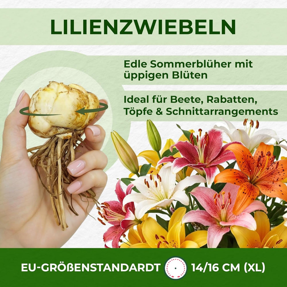 Bulbi de crini pereni rezistenți - Mix de lotus oriental - 10 bulbi - Bulbi de flori exclusivi din Olanda - Pentru grădină și ghiveci (Bulbi mari, fără semințe, nu artificiali)