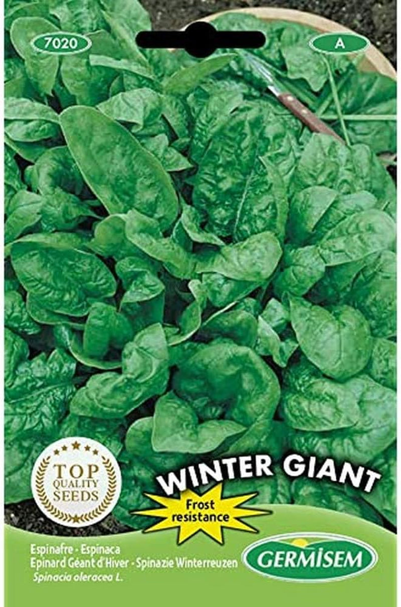 Mangold RAINBOW MIX & Spinat WINTER GIANT