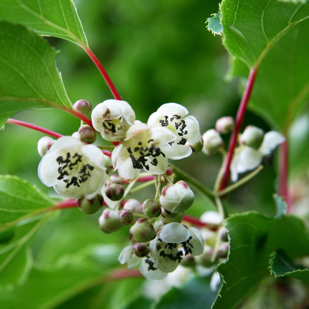 Männliche Kiwibeere (Actinidia Arguta) | Befruchtersorte Für Kiwibeeren/Minikiwi | 80 Cm Wuchshöhe Mit Sortenarantie - Direkt Vom Kiwi-Züchter | Romeo, Blütenwolke, Weiki