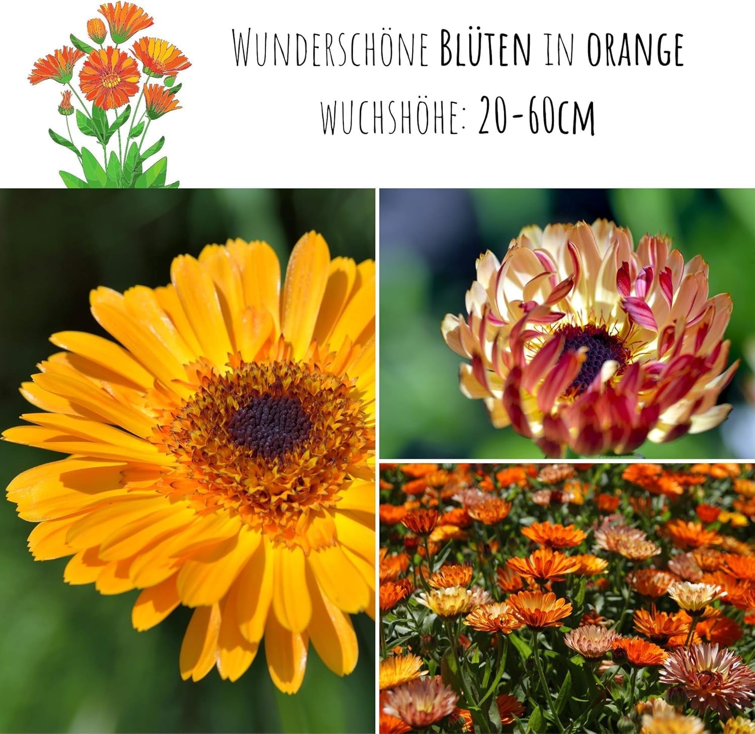 Semințe de gălbenele (Calendula officinalis) - Plantă medicinală versatilă cu flori comestibile și ideală pentru o pajiște cu flori colorate (Abendrot)