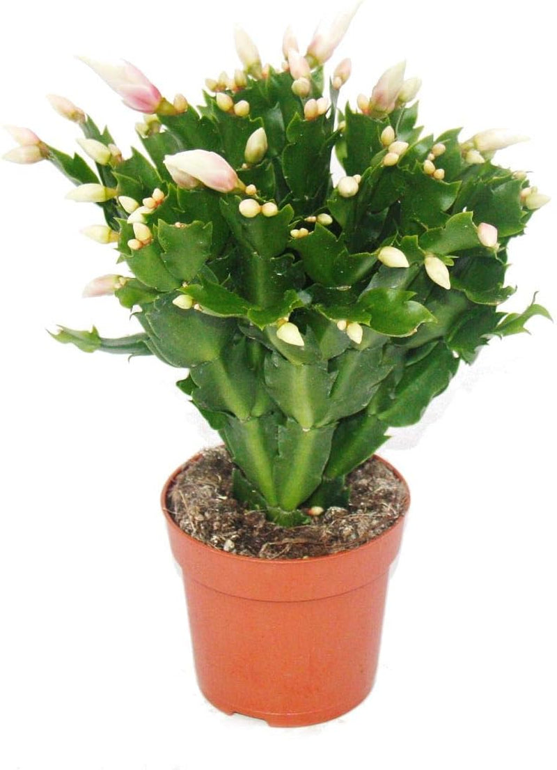 Exotenherz - Weihnachtskaktus - Schlumbergera - Set Mit 3 Pflanzen