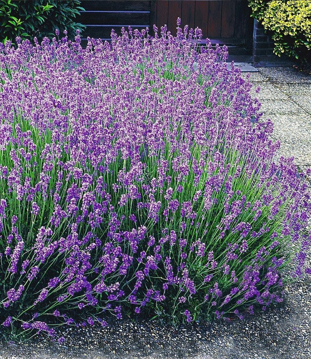 BALDUR Garten 9Er Staudenbeet 'Insekten-Hit', Pflanzen Im 9X9 Cm-Topf, Üppige Blütenpracht Jahr Für Jahr, Wertvolle Bienenweide, Blüht Den Ganzen Sommer Über, Winterhart, Toller Duft, Mehrjährig