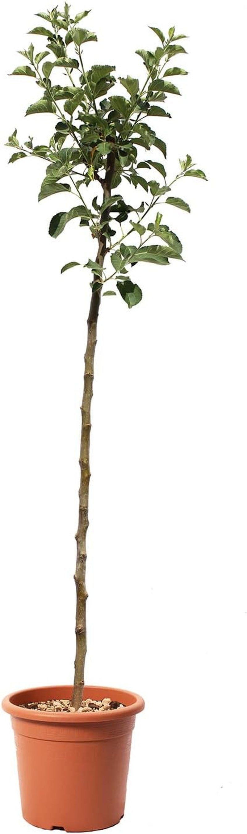 KENTIS – Apfelbaum Kanada Renette – Malus Domestica – Apfel Pflanzen – Echte Outdoor Pflanzen – Garten Obstbaum – Obstpflanzen – Topf Ø 24 Cm