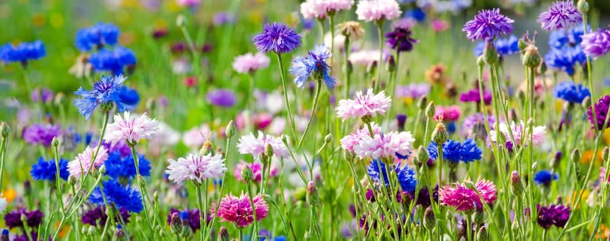 500 Mix de semințe de albăstrele, Amestec colorat (Centaurea cyanus), Pajiște cu flori, Pășune de albine, Flori sălbatice