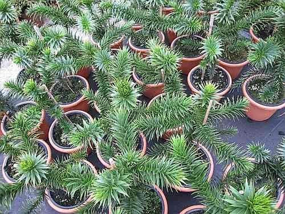 Araucaria Araucana - Andentanne - Chilenische Schmucktanne - 40-50 Cm