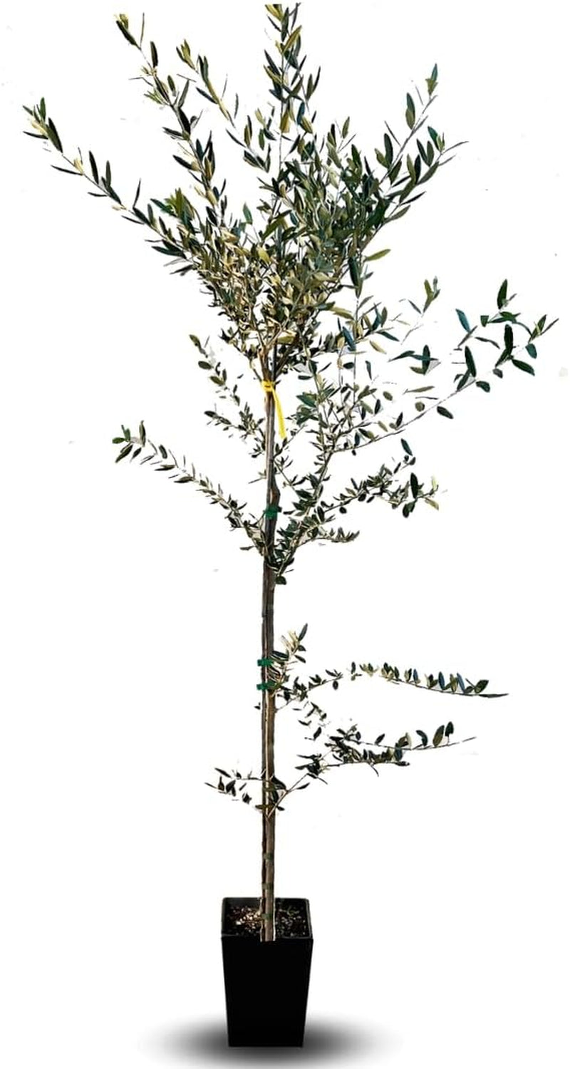 Olivenholz Rosciola - Pflanze Ab Frucht Auf Vase Ab 15X15/20 CM Höhe Max 160~170Cm 3 Jahre