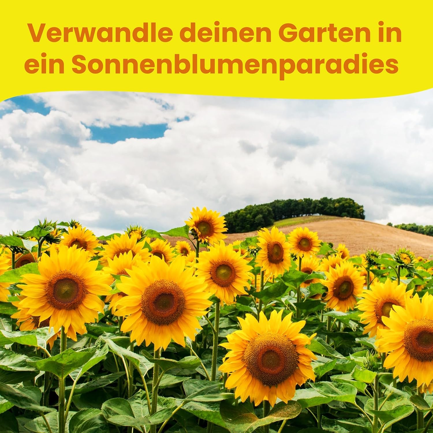 LERAVA® Sonnenblumen Samen Set (4 Sorten) - Riesige gelbe & rote Sonnenblume - Zwerg und Sungold Teddy - Premium Sonnenblumensamen für Garten und Balkon - Blumensamen Geschenk für Hobbygärtner