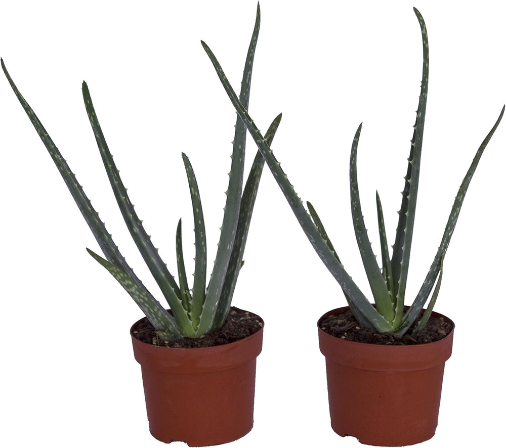 , Echte Aloe Vera, 12Cm Topf, Ca. 20 - 30 Cm Hoch, 2 Pflanzen