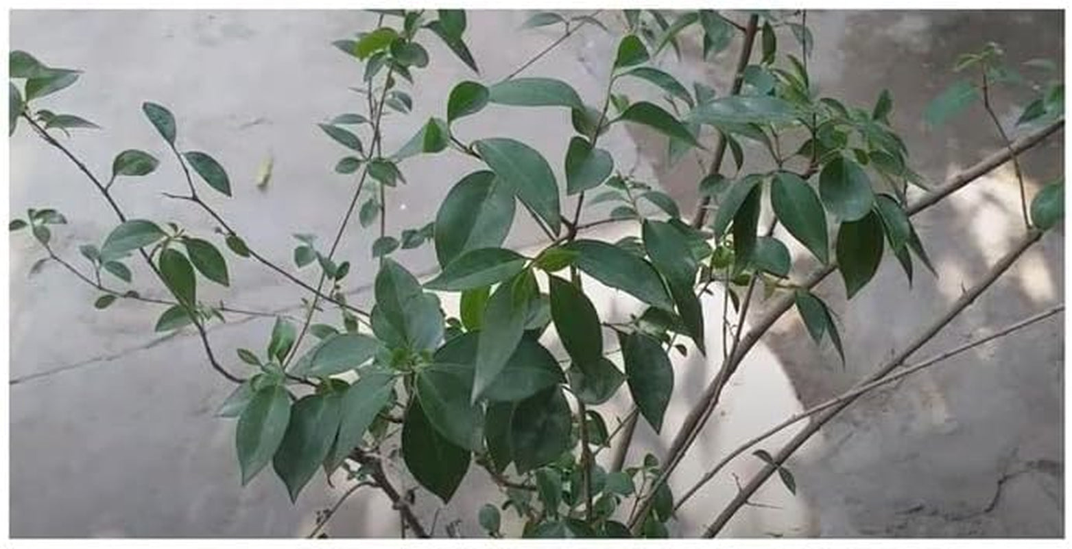 Stk - 10X Ligustrum Japonicum Japanischer Liguster Garten Pflanzen - Samen B1258 -