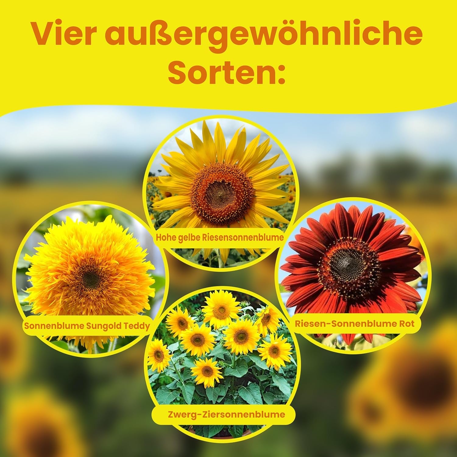 LERAVA® Sonnenblumen Samen Set (4 Sorten) - Riesige gelbe & rote Sonnenblume - Zwerg und Sungold Teddy - Premium Sonnenblumensamen für Garten und Balkon - Blumensamen Geschenk für Hobbygärtner