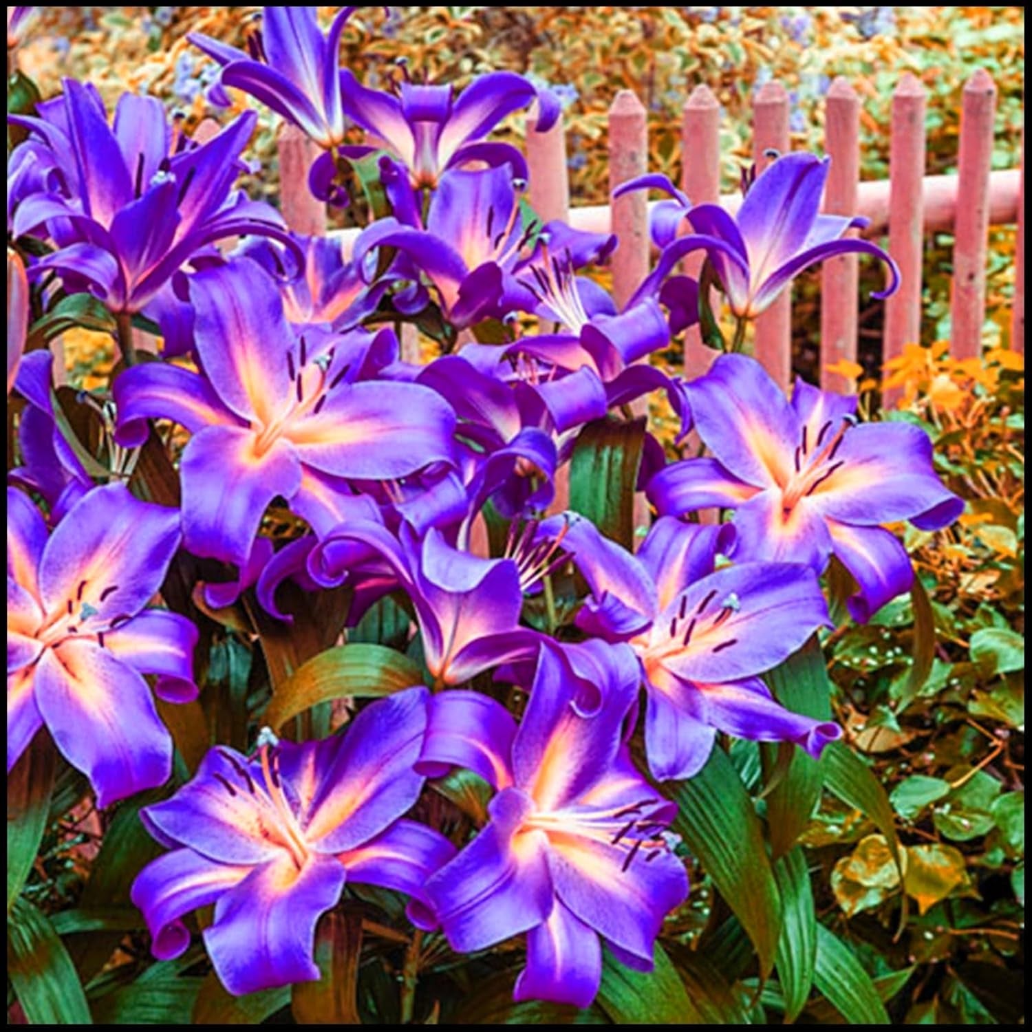 Amestec de bulbi de flori, Bec magic misterios, Plantare rezistentă, Bulb de flori perene rezistent la iarnă, Bulbi rezistenți - 3 bulbi de orhidee