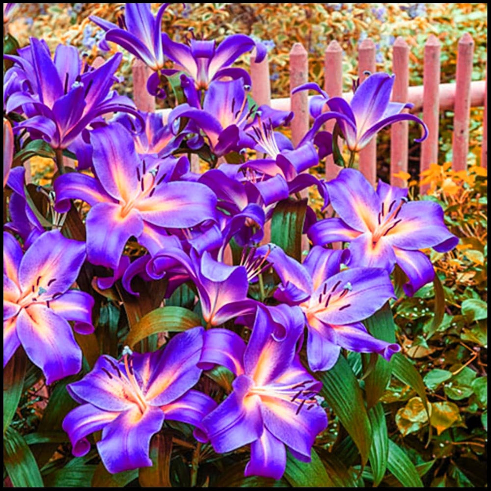 Amestec de bulbi de flori, Bec magic misterios, Plantare rezistentă, Bulb de flori perene rezistent la iarnă, Bulbi rezistenți - 3 bulbi de orhidee