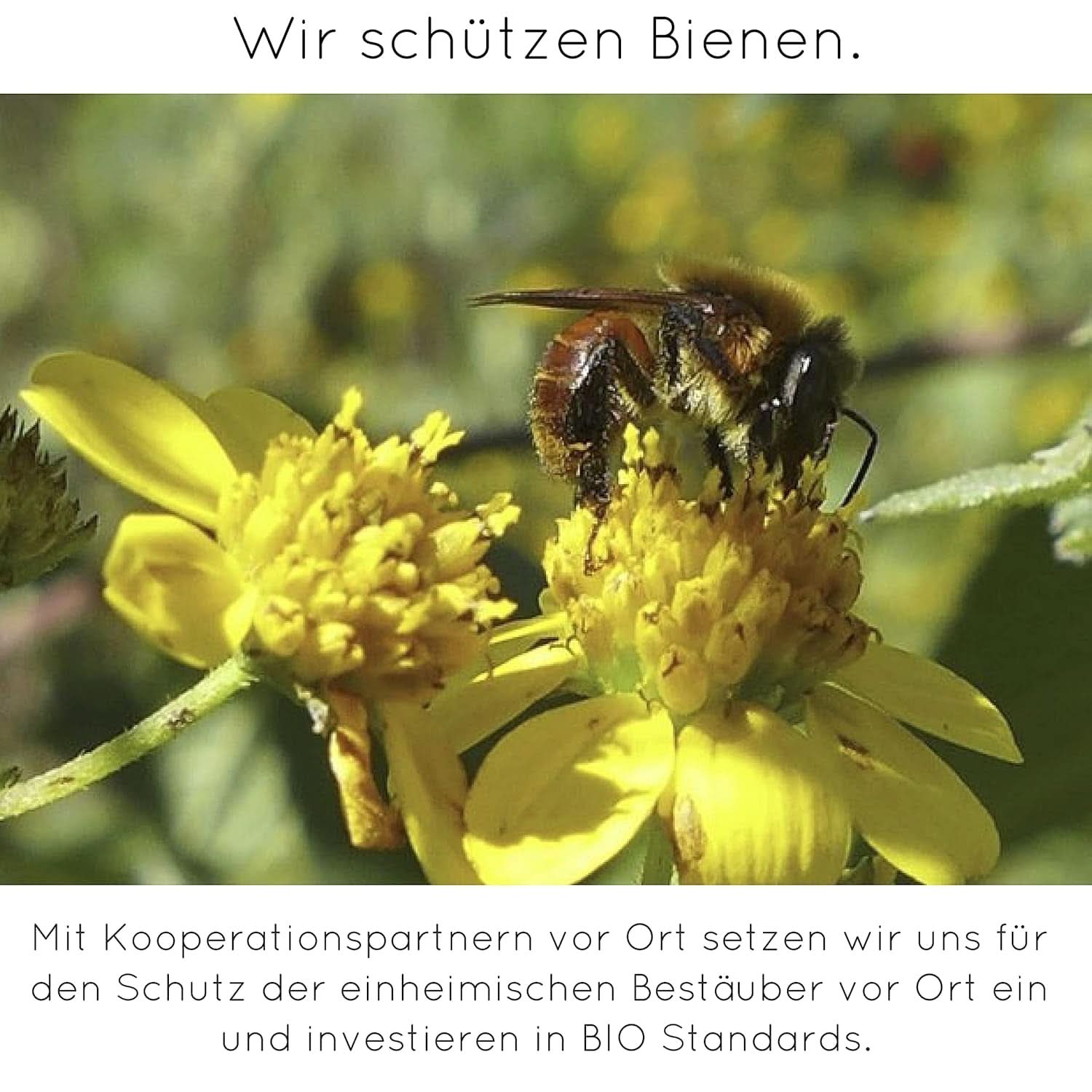 Premium-Vanillepulver aus echten Vanilleschoten, natürlich, zuckerfrei, ohne Zusatzstoffe, Fairtrade, vegan (40 g unverpackt) von Vanilla Campaign® Flavours Naty Shop