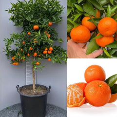 SAVINI VIVAI Clementinenpflanze, Gewöhnlicher Clementinen-Zitrusbaum Im 20 Cm Topf, Höhe 70 Cm, 2-3 Jahre Veredelung, Hergestellt in Italien