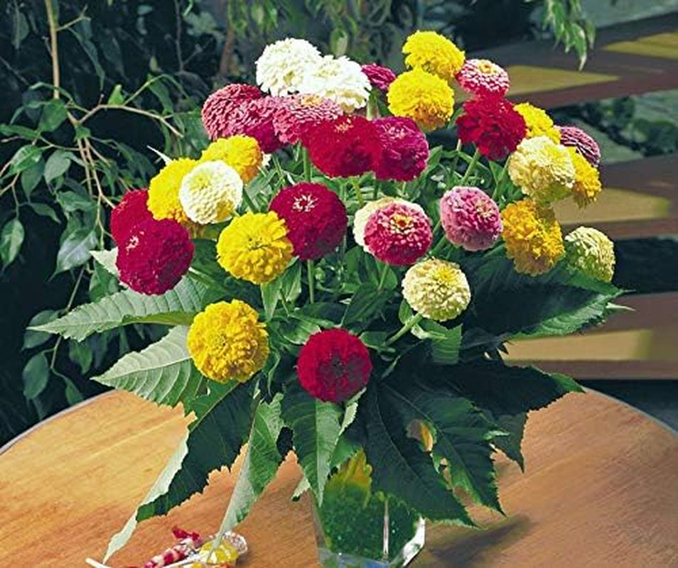 Blumensamen Oklahoma Mix Zinnie Portion
