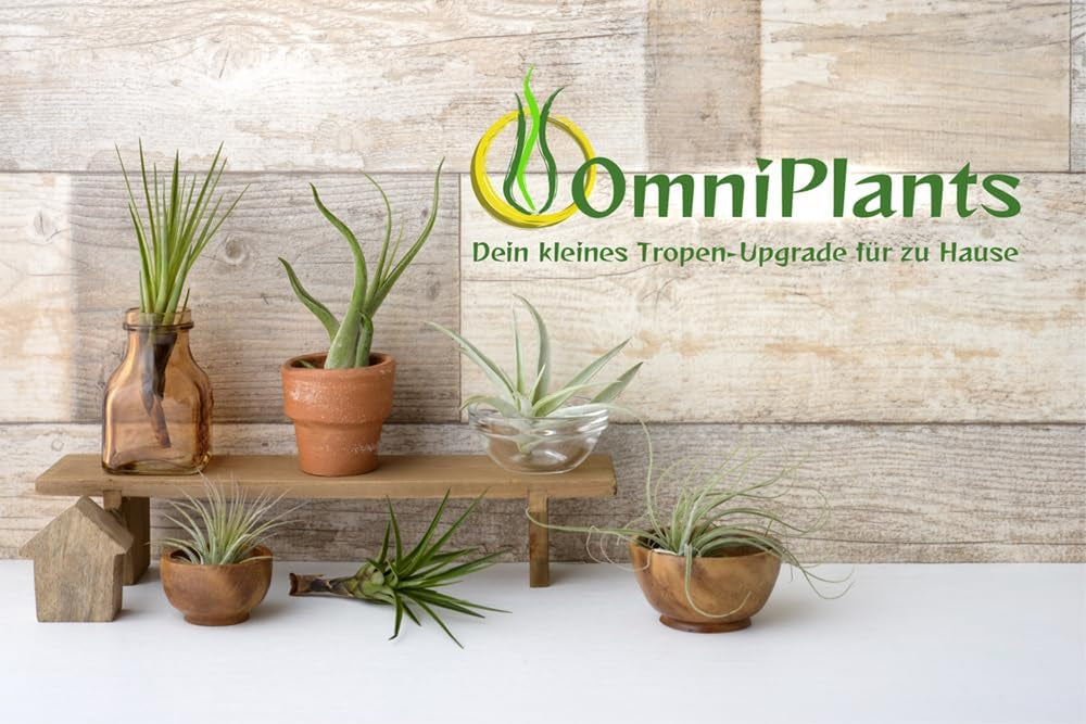Tillandsien 5Er-Mix Mit EXTRA T. Fuchsii Var Gracilis, Luftreinigende Air Plants, Pflegeleicht, Natürliche Deko, Gärtnereizucht