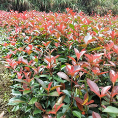 Glanzmispel Red Robin, Sträucher Garten Photinia Fraseri Red Robin, Exotische Gartenpflanzen Winterhart Mehrjährig 800Samen