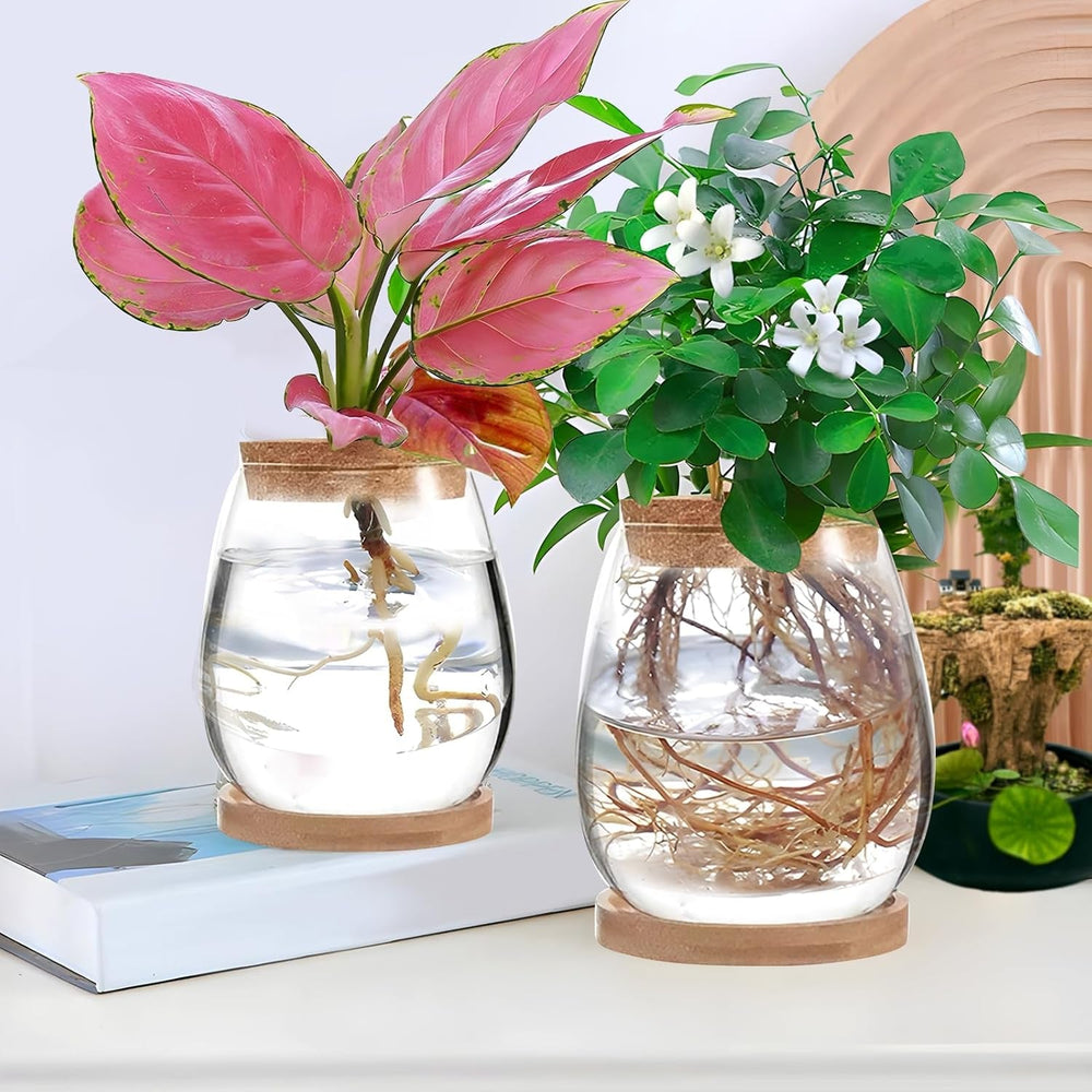 Stație de creștere a plantelor hidroponice, 12 x 11 cm, vază pentru semințe de avocado, ghiveci din sticlă, vază hidroponică din sticlă pentru plante acvatice sau flori, decor de masă pentru birou, 2 bucăți