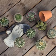 Sortierte Kaktus-Kollektion, 6,3 Cm, 12 Stück